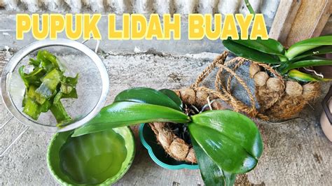 MEMPERCEPAT AKAR DAN MENUTRISI DAUN PUPUK ORGANIK LIDAH BUAYA Part 1