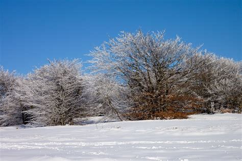 Snow Snowfall Trees Free Photo On Pixabay Pixabay