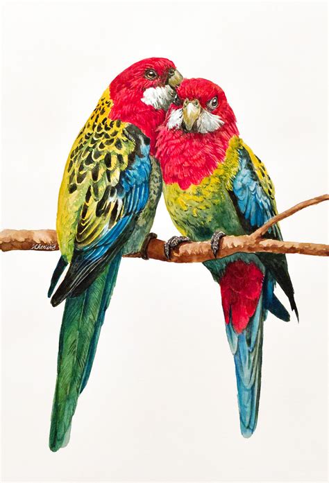 Eastern Rosellas By Cherishloveart On Deviantart