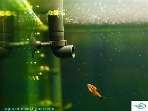 aquarium water change