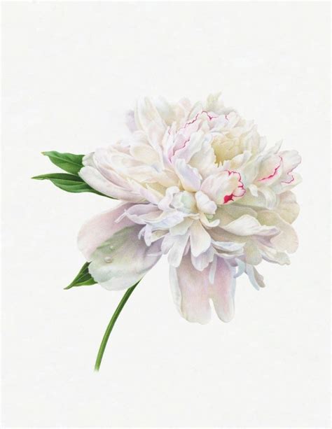 White Peony II By Karen Kluglein Peony Painting Botanical Artwork