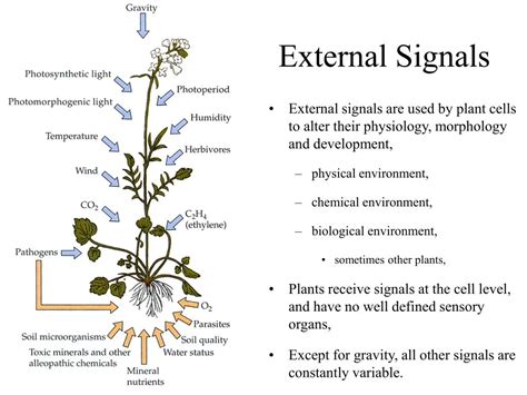 Ppt Plant Reproduction I Cont Powerpoint Presentation Free