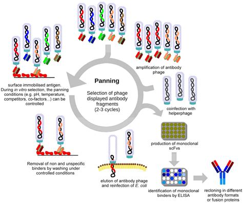 Molecules Free Full Text Phage Display For The Generation Of Antibodies For Proteome