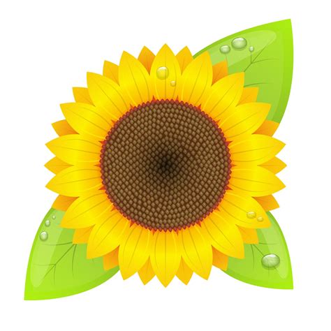 Ilustraci N De Dise O De Vector De Girasol Aislado Sobre Fondo Blanco