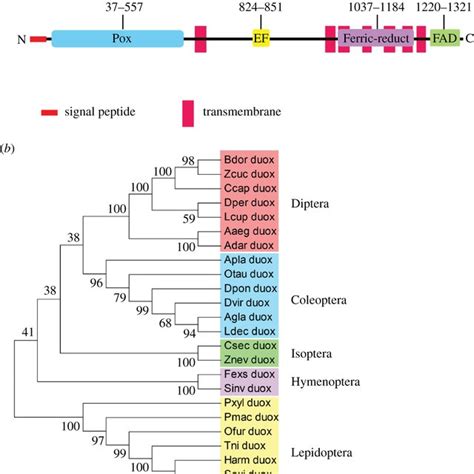 Molecular Characterization Of Se Duox A Functional Domain Analysis