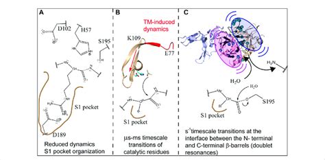 Schematic showing how the dynamics of thrombin are modulated by TM to... | Download Scientific ...