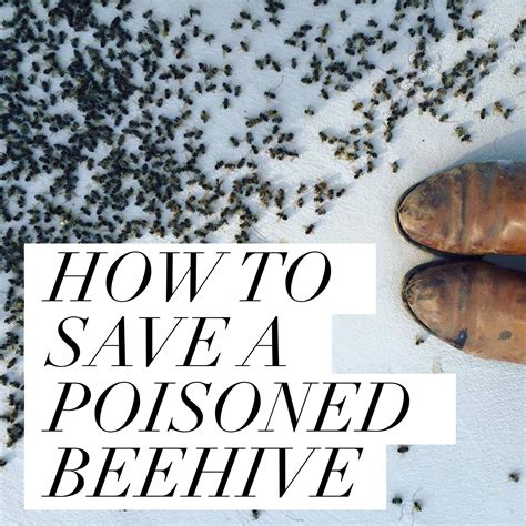 HOW TO SAVE A POISONED BEEHIVE - Beekeeping Like A Girl