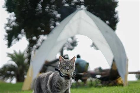 The Ultimate Guide To Camping With Cats Tips And Tricks