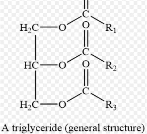 Triglycerides Molecule Structure