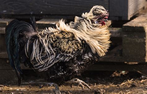 Frizzle Chicken Breed Profile Farmhouse Guide