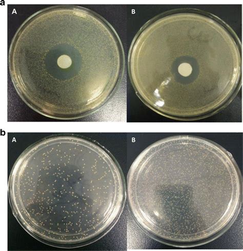 Inhibition Zone Assay Against S Aureus A And Bacterial Culture