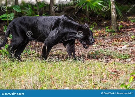 Black Panther Stock Photo Image Of Desert Jungle American 56668944