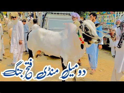 Domail Mandi Fatehjang Update Ll Part Ll Dhani Bulls Ll Mandi Ll