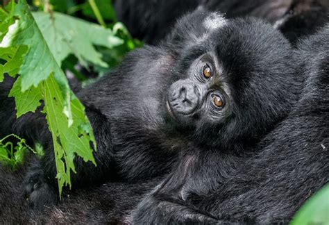 Accommodation For Lowland Gorilla Trekking In Kahuzi Biega National