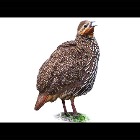 Swamp Francolin (Ortygornis gularis) identification - Birda