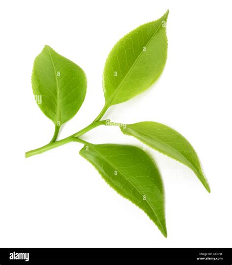 Tea Sprig Isolated On White Background Stock Photo Alamy