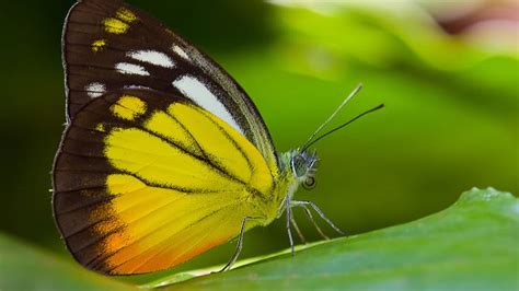 Yellow Black White Butterfly On Green Leaf In Blur Green Background Hd