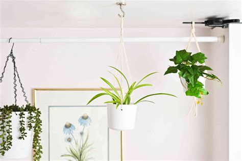 How To Hang Plants From The Ceiling Without Holes