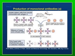 Anticuerpos Monoclonales PPT Descarga Gratuita