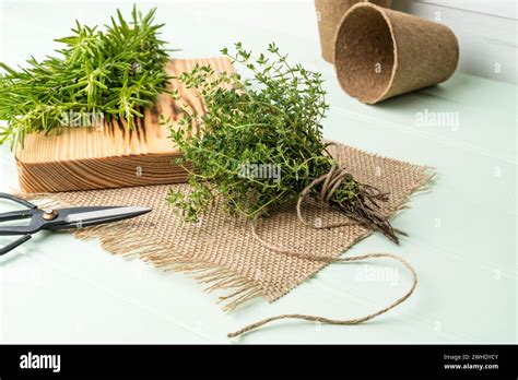 Rosemary And Thyme Stock Photo Alamy