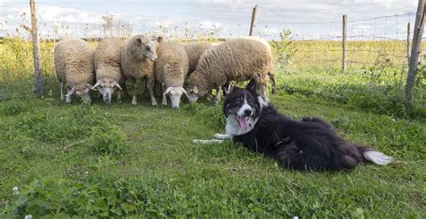 Border Collie Breed Guide Lifespan Size And Characteristics