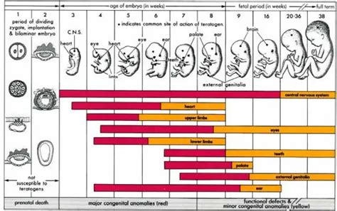 How Baby Growth During Pregnancy: Week by Week Description