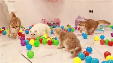 Cats Playing With Ball