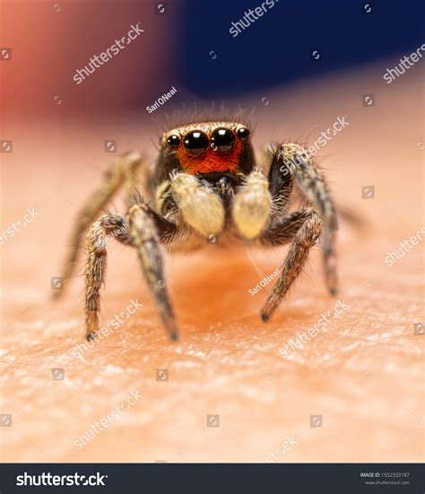 Habronattus Images Stock Photos Vectors Shutterstock