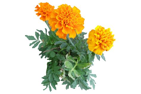 Marigold Forest Essentials