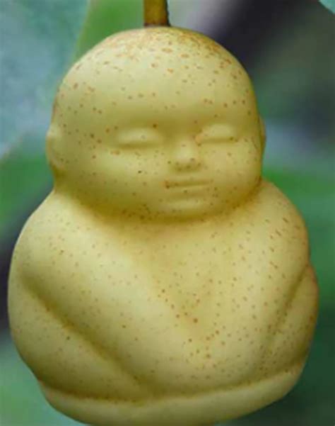 Real Life Buddha Fruits Fandom