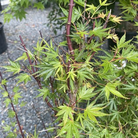 Acer Palmatum Crippsii Architectural Plants