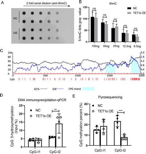 Overexpression Of Tet1s In Huvecs Promoted Sfrp 1 Promoter