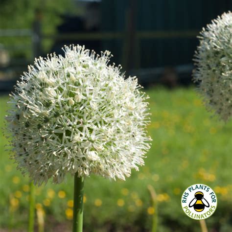 Allium Stipitatum Mount Everest Bulbs Online Gee Tee Bulbs Uk