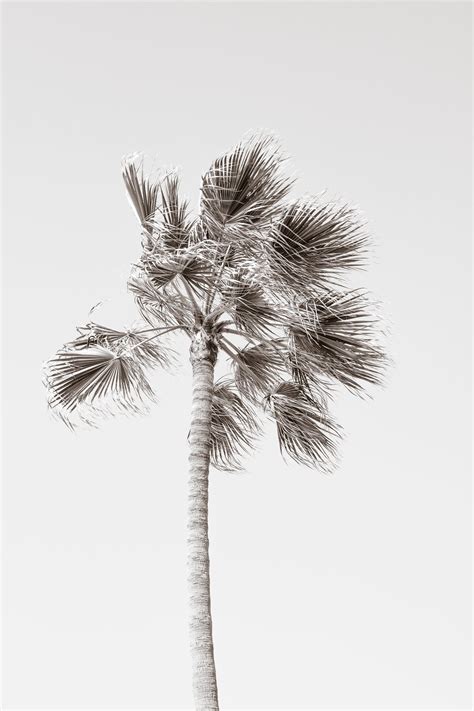 California Palm Tree: Black and White Fine Art Print by Cattie Coyle ...