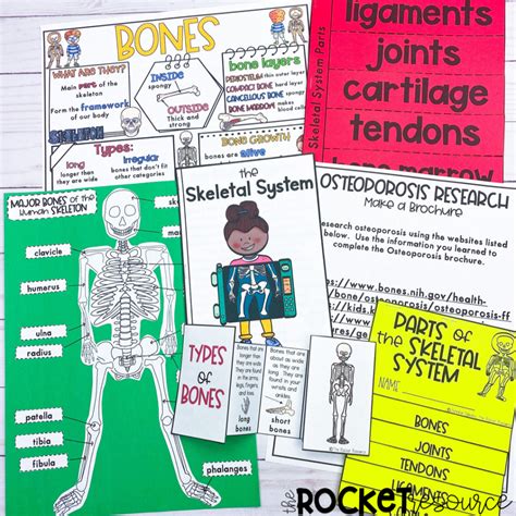 Skeletal System Classroom Unit The Rocket Resource