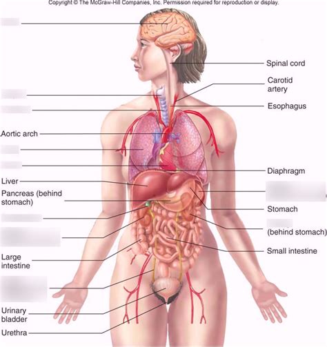 Human Torso Part Diagram Quizlet