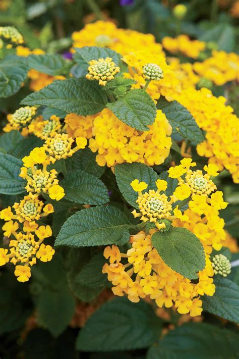 6 Heat Tolerant Plants You Need In Your Southern Garden Southern Living