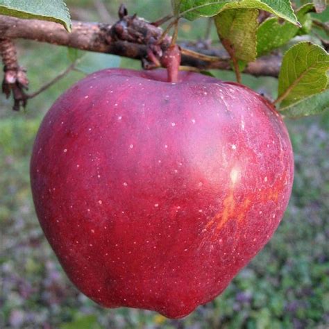 Cinnamon Spice Apple Tree For Sale 4 5ft Bareroot Organic