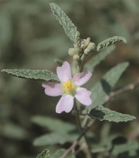 narrowleaf globemallow from El Paseo 78320 San Luis S L P México on