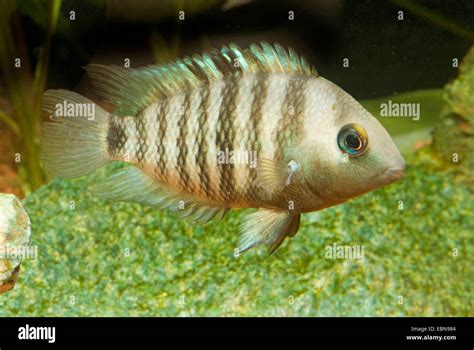 Sajica Cichlid Archocentrus Sajica Cryptoheros Sajica Swimming