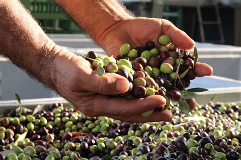 La Raccolta Delle Olive Quando E Quali Tecniche Usare Agriturismo