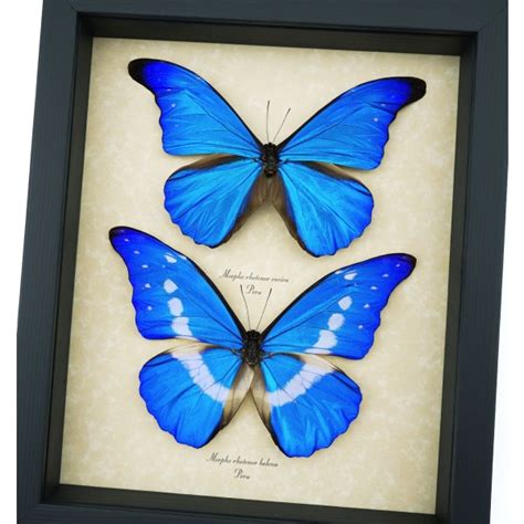 Framed Blue Morpho Butterfly Collection Real Butterflies Rhetenor