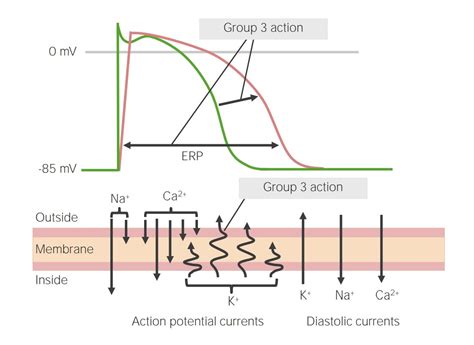 Class 3 Antiarrhythmic Drugs Potassium Channel Blockers Concise