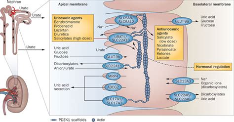 Frontiers Function Of Uric Acid Transporters And Their 57 OFF