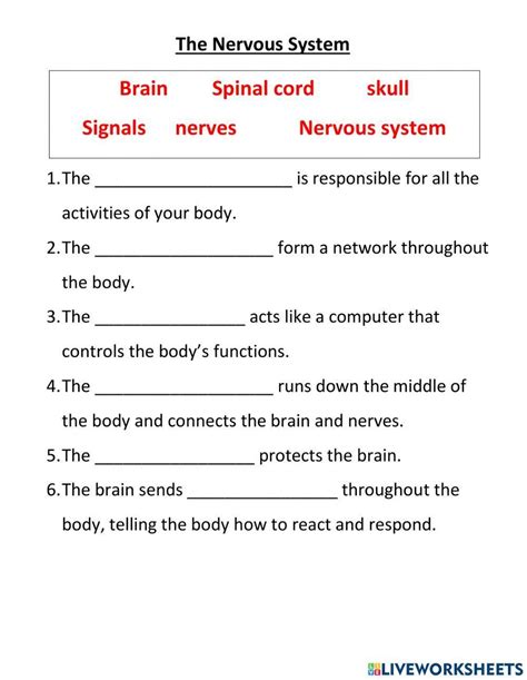 Activity Sheets For Nervous System