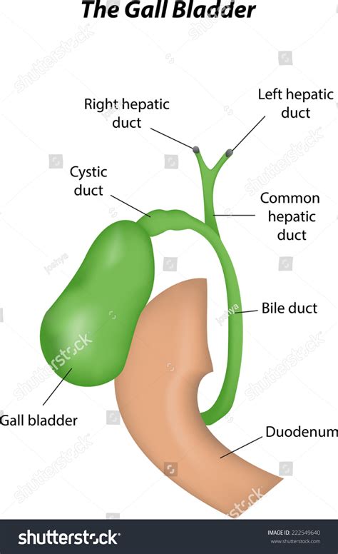 Gall Bladder Labeled Diagram Vector De Stock Libre De Regalías 222549640 Shutterstock