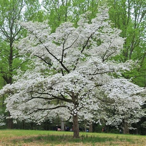 Flowering Dogwood White Cornus Florida Cherokee Princess Bulk 200 Seeds