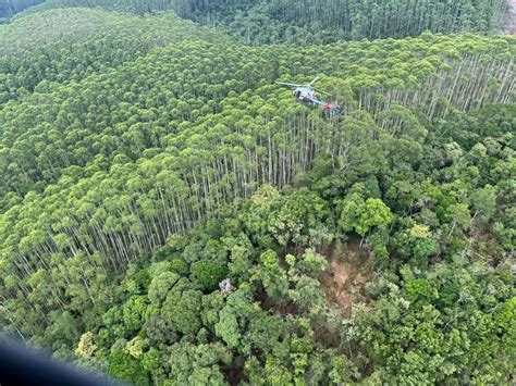 Mata Atlântica densa eucaliptos altos fazendas próximas como é local