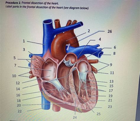 Solved Procedure Frontal Dissection Of The Heart Label Chegg