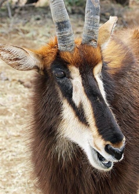 Oryx Antelope stock photo. Image of fast, outdoor, nature - 20463840